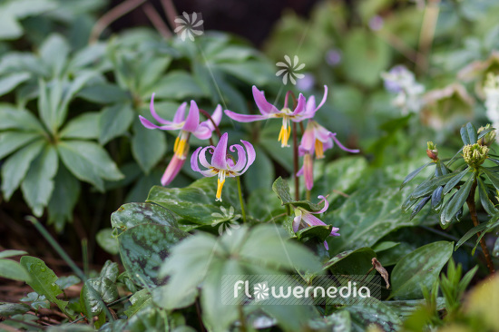 Erythronium revolutum - Mahogany fawn lily (103330)