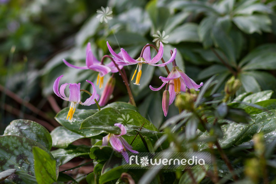 Erythronium revolutum - Mahogany fawn lily (103331)