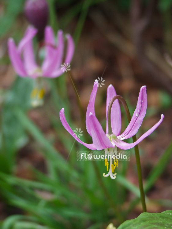 Erythronium revolutum - Mahogany fawn lily (107401)