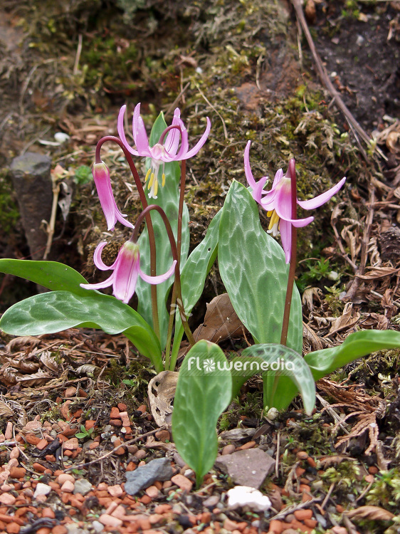 Erythronium revolutum - Mahogany fawn lily (107402)