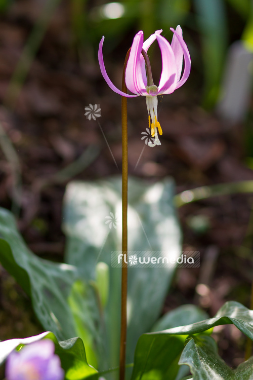 Erythronium revolutum - Mahogany fawn lily (107454)