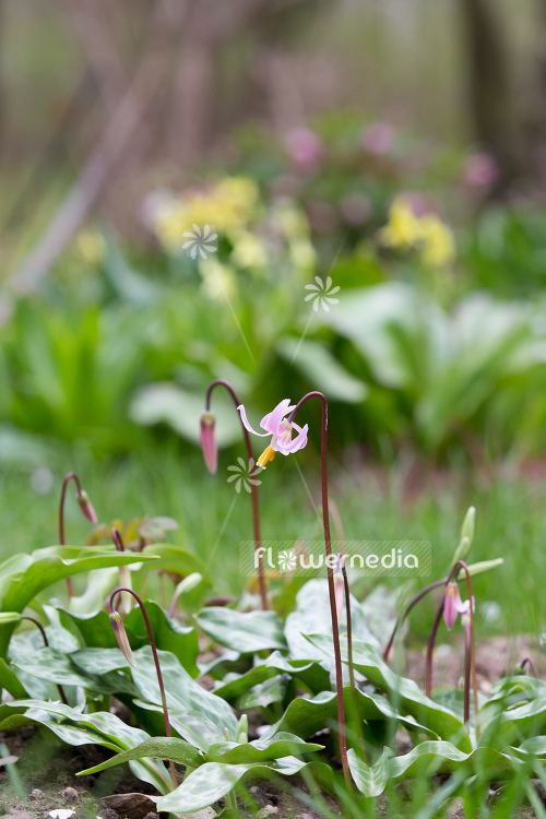 Erythronium revolutum - Mahogany fawn lily (107455)