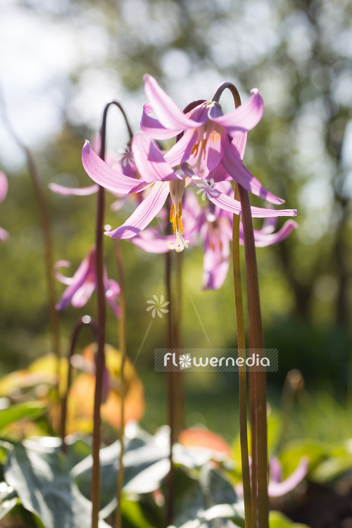 Erythronium revolutum - Mahogany fawn lily (107613)