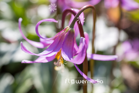 Erythronium revolutum - Mahogany fawn lily (107615)