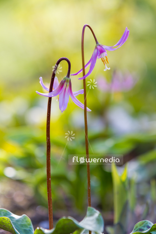 Erythronium revolutum - Mahogany fawn lily (107617)