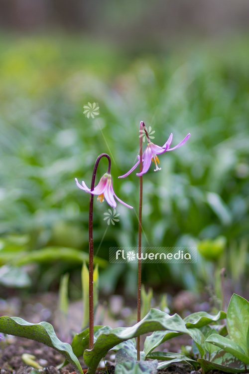 Erythronium revolutum - Mahogany fawn lily (107618)