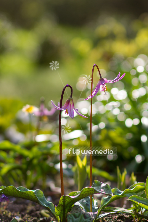 Erythronium revolutum - Mahogany fawn lily (107619)