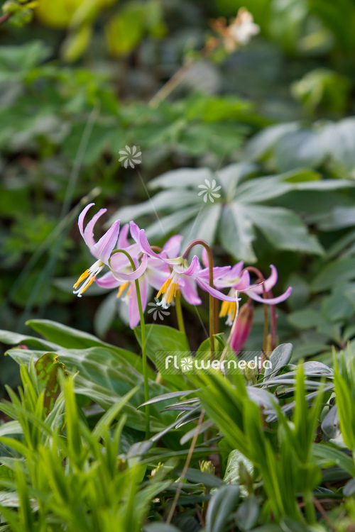 Erythronium revolutum - Mahogany fawn lily (107620)