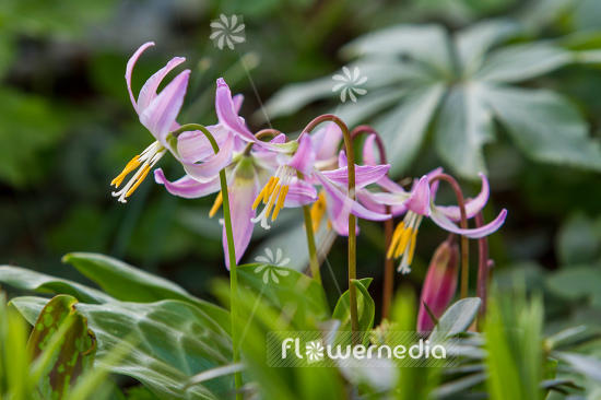 Erythronium revolutum - Mahogany fawn lily (107621)