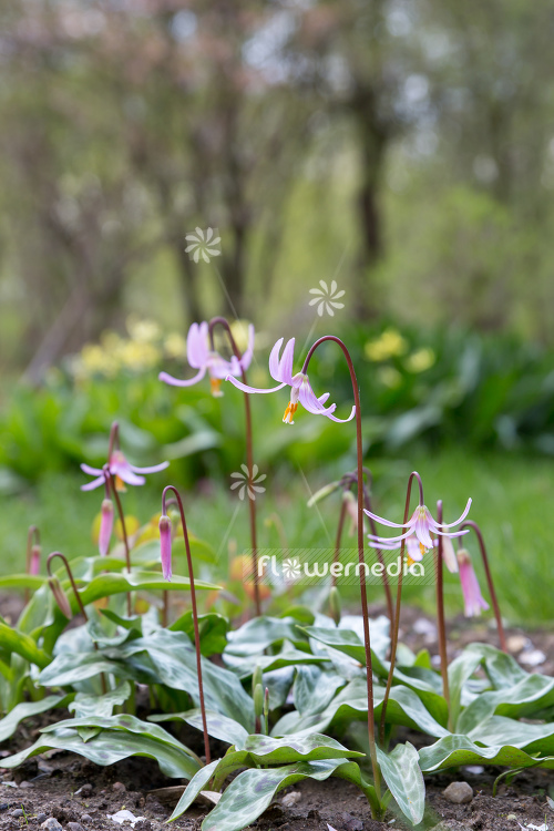 Erythronium revolutum - Mahogany fawn lily (107622)