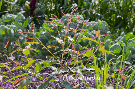 Eucalyptus citriodora - Lemon eucalyptus (103338)