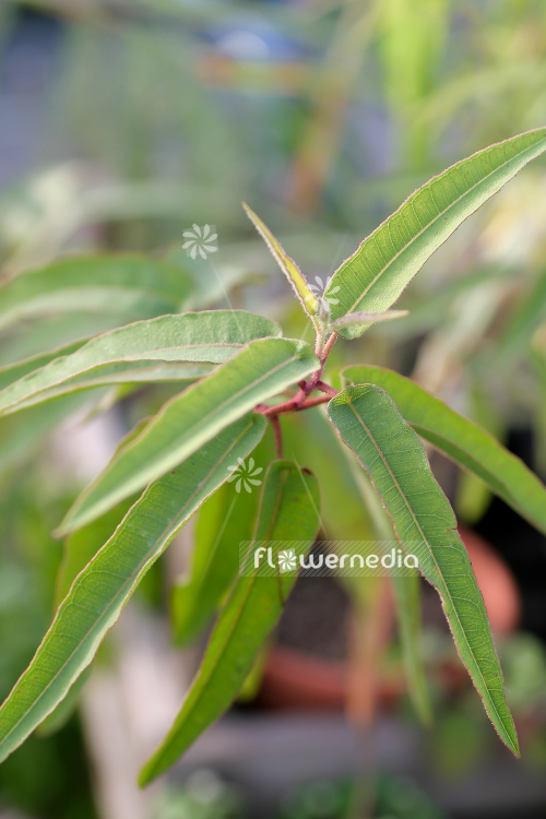 Eucalyptus citriodora - Lemon eucalyptus (107773)