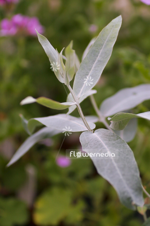 Eucalyptus globulus 'Blue Gum' - Eucalyptus tree (103339)