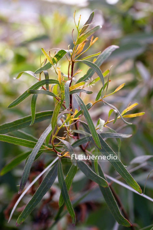 Eucalyptus mellifera - Honey eucalyptus (103341)