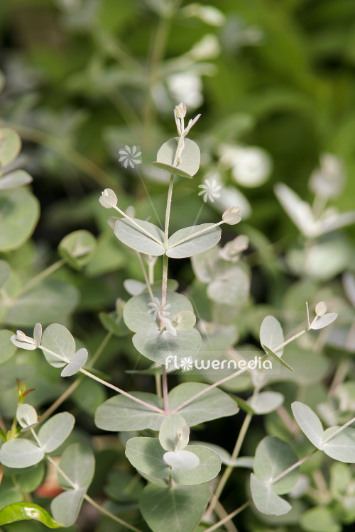 Eucalyptus radiata - Peppermint eucalyptus (103342)