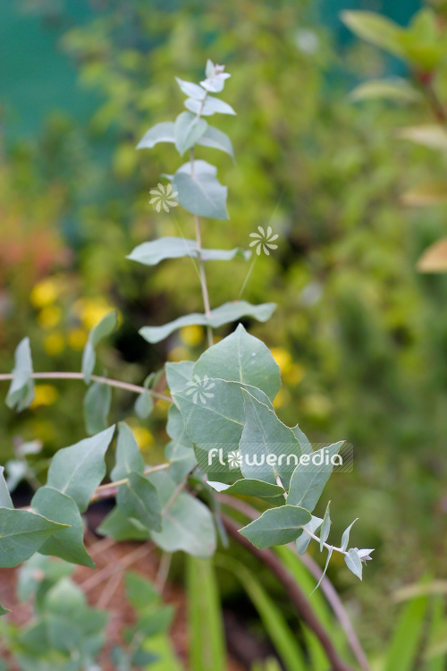 Eucalyptus radiata - Peppermint eucalyptus (107823)