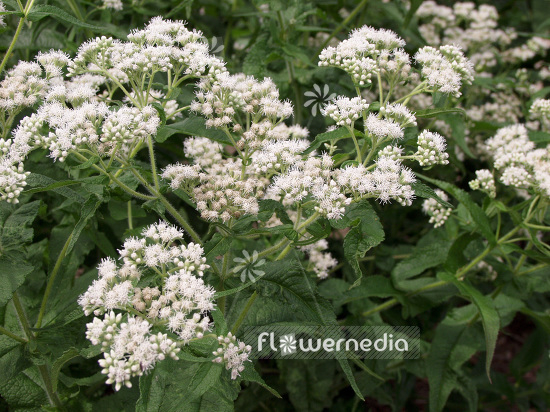 Eupatorium perfoliatum - Boneset (100903)