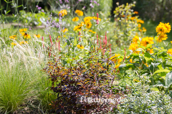 Euphorbia dulcis 'Chamaeleon' - Sweet spurge (110142)