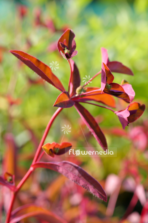 Euphorbia dulcis 'Chamaeleon' - Sweet spurge (110143)