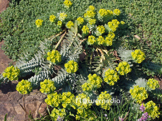 Euphorbia myrsinites - Myrtle spurge (100908)