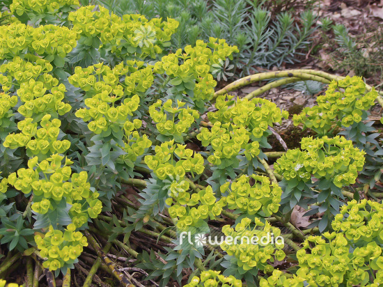 Euphorbia myrsinites - Myrtle spurge (100909)