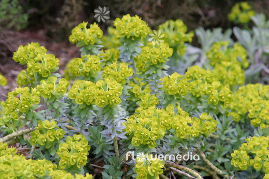 Euphorbia myrsinites - Myrtle spurge (110159)