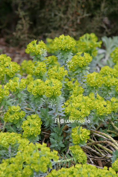Euphorbia myrsinites - Myrtle spurge (110160)