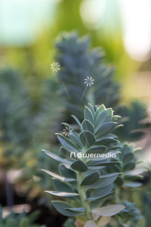 Euphorbia myrsinites - Myrtle spurge (110162)