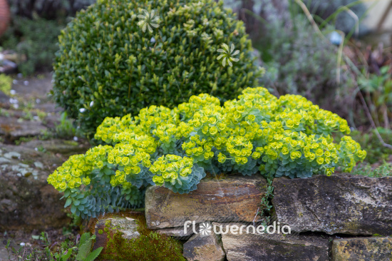 Euphorbia myrsinites - Myrtle spurge (110164)