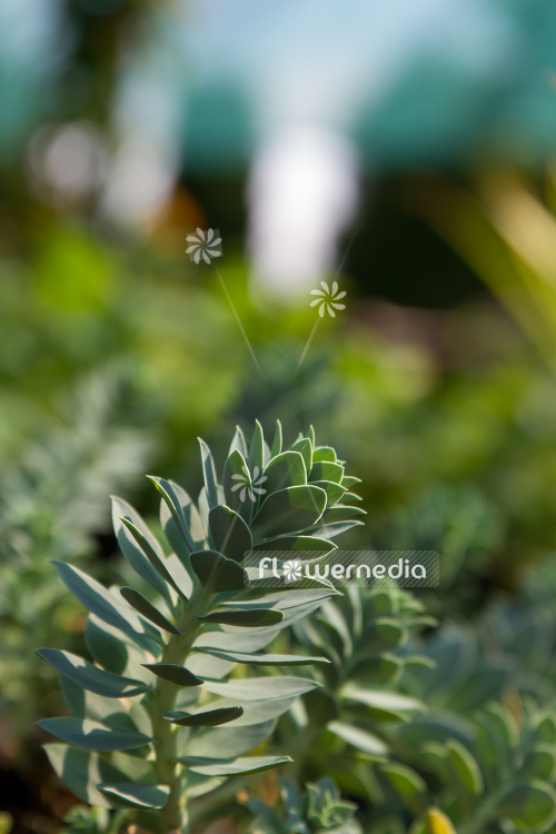 Euphorbia myrsinites - Myrtle spurge (110165)