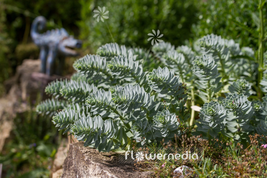 Euphorbia myrsinites - Myrtle spurge (110167)