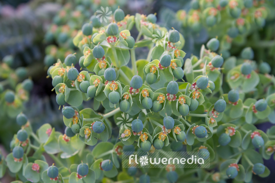 Euphorbia myrsinites - Myrtle spurge (110170)