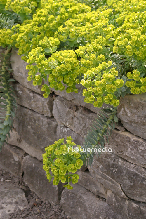 Euphorbia myrsinites - Myrtle spurge (110172)