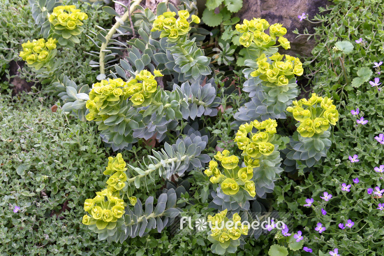 Euphorbia myrsinites - Myrtle spurge (110173)