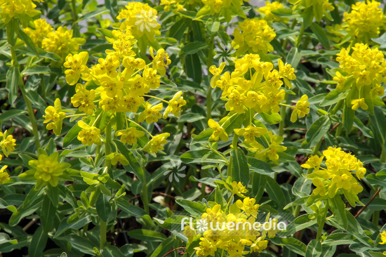 Euphorbia palustris 'Teichlaterne' - Marsh spurge (110175)