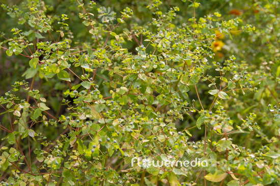 Euphorbia platyphyllos - Broad-leaved spurge (110178)