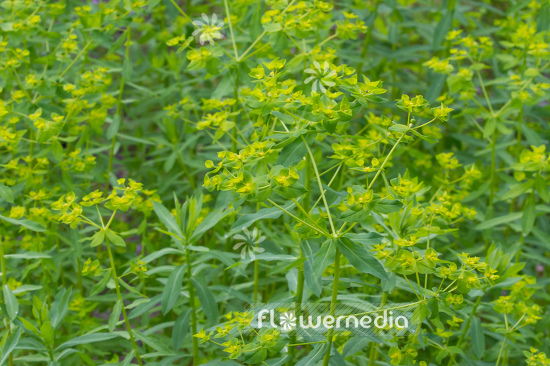 Euphorbia platyphyllos - Broad-leaved spurge (110179)