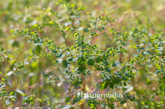 Euphorbia platyphyllos - Broad-leaved spurge (110181)