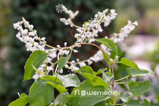 Fallopia baldschuanica - Bukhara fleeceflower (103366)