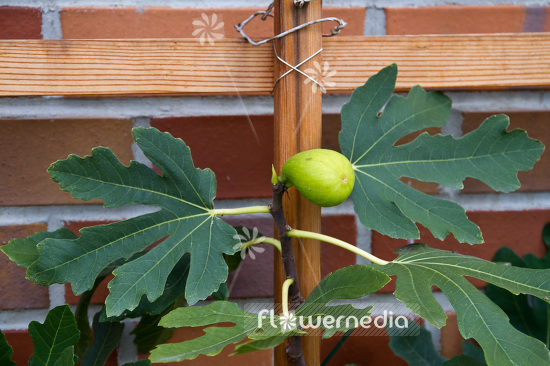 Ficus carica - Common fig (103374)