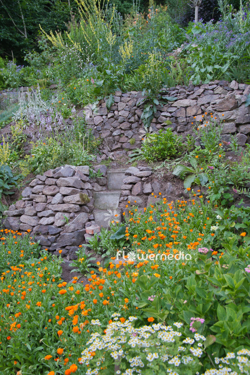 Flowering Marigolds in garden (106893)