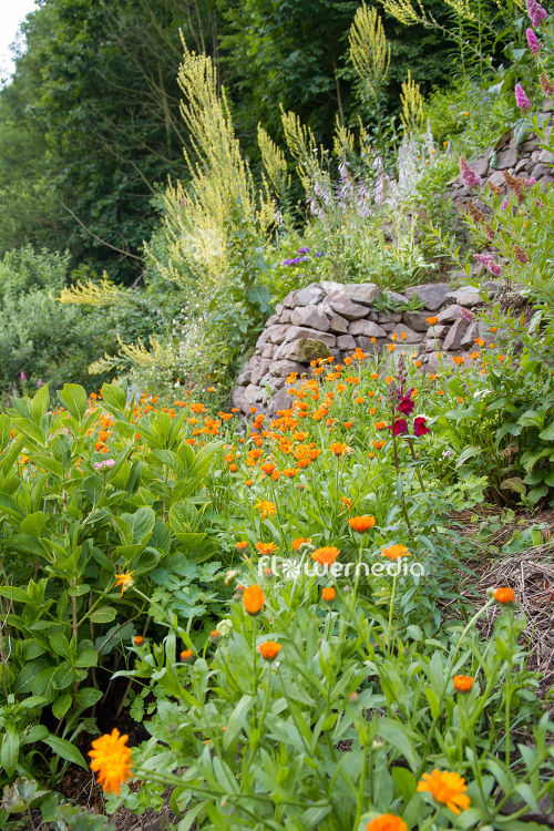 Flowering Marigolds in garden (106895)