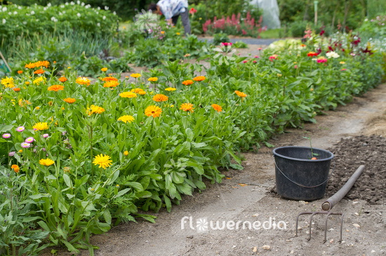 Flowering Marigolds in garden (106897)