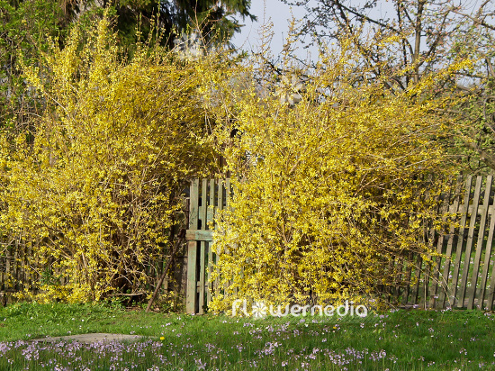 Forsythia x intermedia - Forsythia (100928)