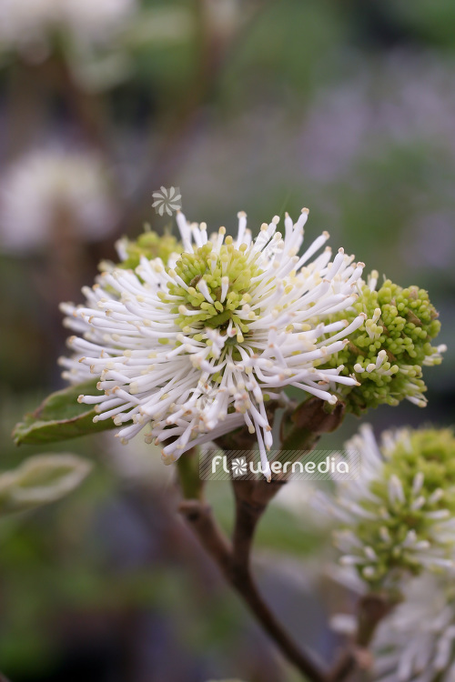 Fothergilla major - Mountain witch alder (103394)