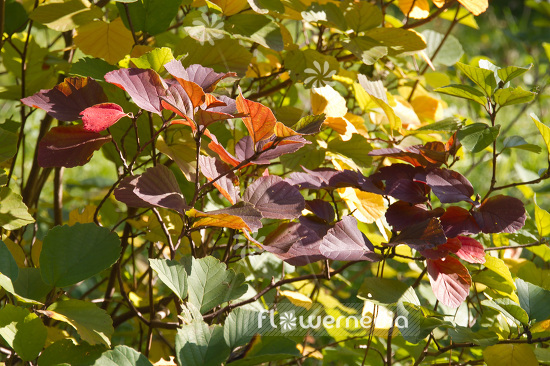 Fothergilla major - Mountain witch alder (103395)