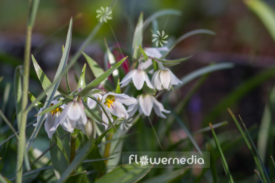 Fritillaria bucharica - Fritillary (105406)