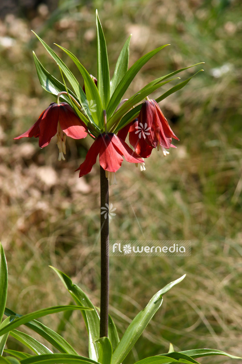 Fritillaria eduardii - Fritillary (103402)