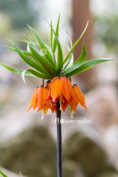 Fritillaria imperialis - Crown imperial (103404)