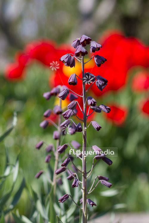 Fritillaria persica - Persian lily (103424)